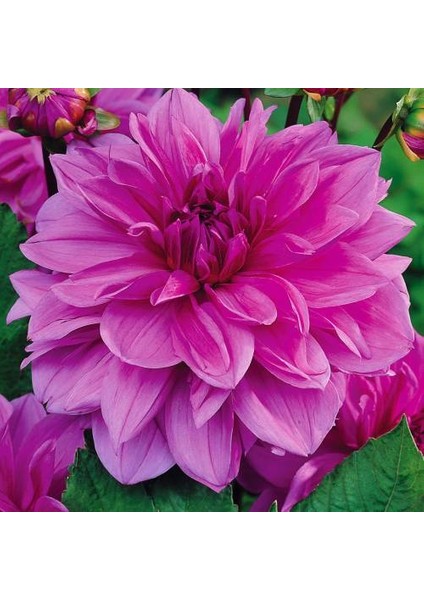 Yıldız Soğanı Dahlia Lilac Time Soğanı 1 Adet Dev Yıldız Çiçeği Boy 120 cm