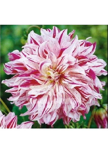 Yıldız Soğanı Dahlia Avignon Soğanı 1 Adet Dev Yıldız Çiçeği Boy 100 cm