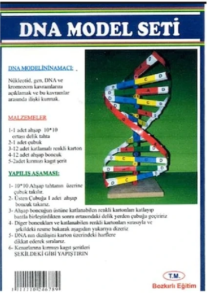 Dna Model Seti