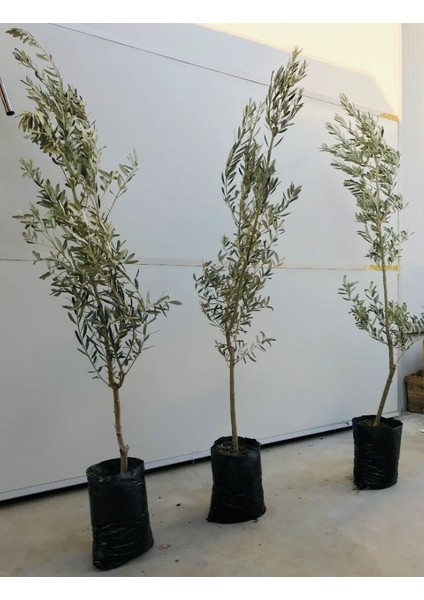 Evim Bahçem Gemlik Zeytin Fidanı 3-4 Yaş Büyük Yaş Zeytin Fidanı