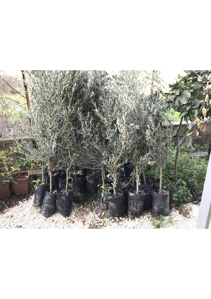 Zeytin Fidanı Aşılı Gemlik Zeytin Fidanı 3-4 Yaş modelleri