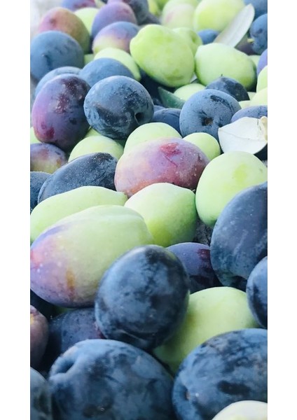 Evim Bahçem Gemlik Zeytin Fidanı 3-4 Yaş Büyük Yaş Zeytin Fidanı fırsatları