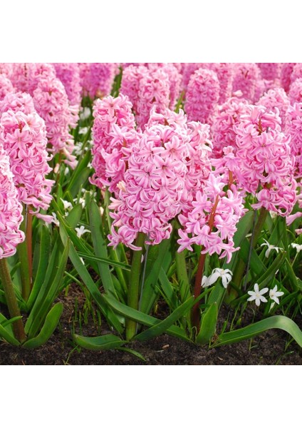 Tacirdepoticaret Toz Pembe Fondant Sümbül Soğanı (10 Adet)