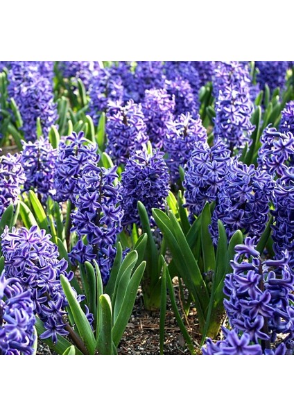 Tacirdepoticaret Gece Mavisi Jacket Sümbül Soğanı (10 Adet)