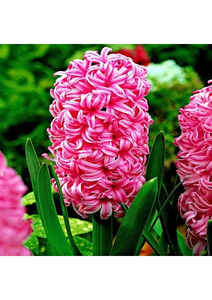 Tacirdepoticaret Hollywood Pembe Pearl Sümbül Soğanı (10 Adet)