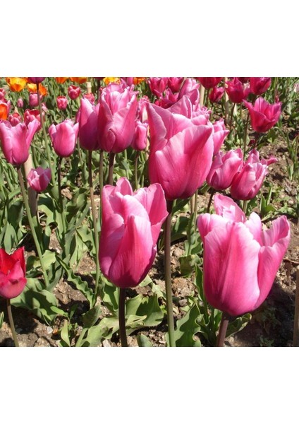Tacirdepoticaret Miss Pembe Beyaz Zerafeti Uzun Boylu Iri Kafa Lale Soğanı (5 Adet)