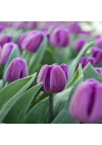 Tacirdepoticaret Büyülü Flag Koyu Mor Lale Soğanı (5 Adet)