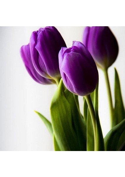 Tacirdepoticaret Büyülü Flag Koyu Mor Lale Soğanı (5 Adet) fiyatları