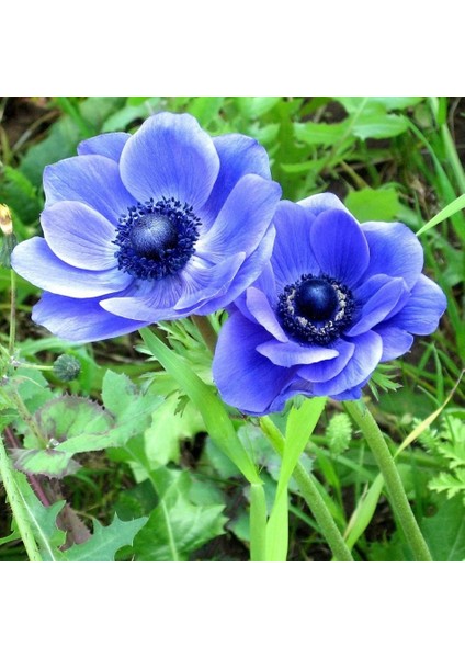 Tacirdepoticaret Mavi Dağ Lalesi Mr. Fokker Anemon Soğanı (5 Adet)