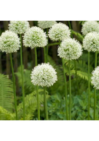 Tacirdepoticaret Beyaz Dünya Everest Allium Soğanı (2 Adet)