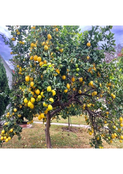 Tacirdepoticaret Tüplü Yüksek Verimli Yediveren Limon Fidanı