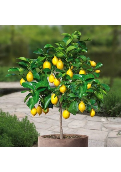Tacirdepoticaret Tüplü Yöresel Aydın Limon Fidanı