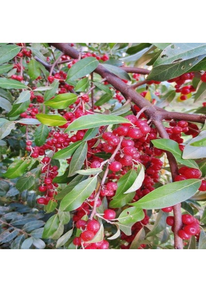 Tüplü Güz Zeytini (Japon Iğde) Fidanı