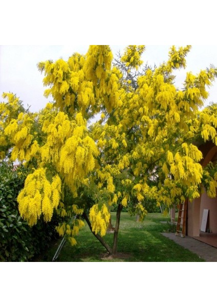 Tacirdepoticaret Tüplü Sarı Çiçekli Mimoza Fidanı