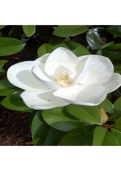 Tacirdepoticaret Tüplü Sarı Çiçekli Mimoza Fidanı fiyatları