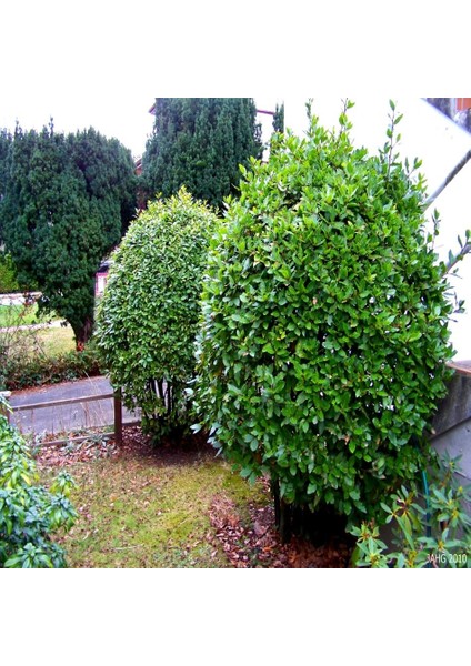 Tacirdepoticaret Tüplü Defne (Laurus) Ağacı Fidanı (5 Adet)