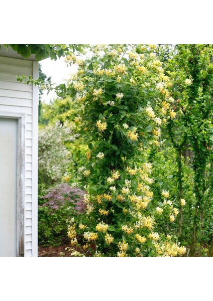 Tacirdepoticaret Tüplü Sarı Çiçekli Hanımeli Fidanı