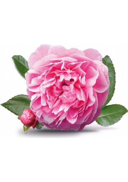 Tacirdepoticaret Tüplü Yöresel Isparta Gülü Fidanı