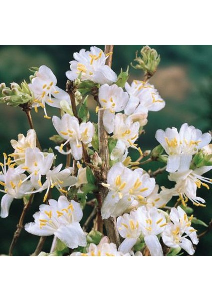 Tacirdepoticaret Tüplü Kokulu Kış Hanımeli Fidanı Lonicera Periclymenum