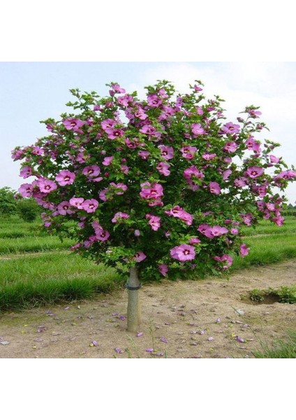 Tüplü Hibiscus Syriacus Ağaç Hatmi Fidanı