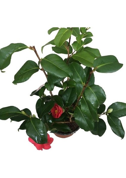 Camellia Japonica - Ithal Kamelya Bitkisi