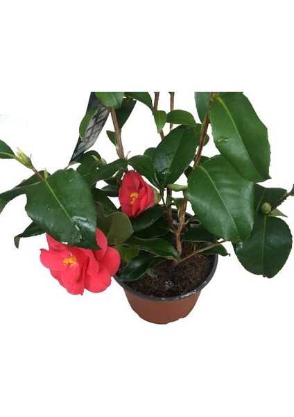 Camellia Japonica - Ithal Kamelya Bitkisi fiyatları