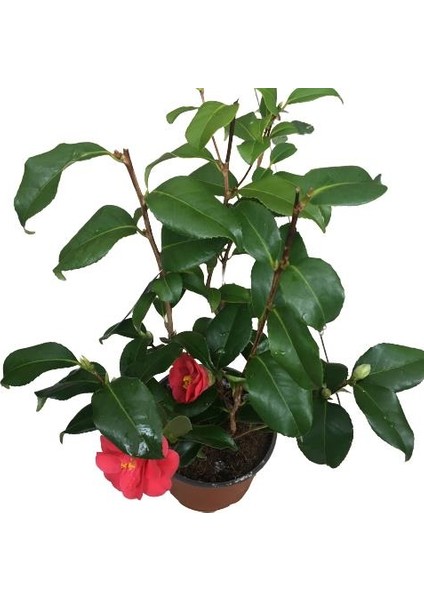 Camellia Japonica - Ithal Kamelya Bitkisi modelleri