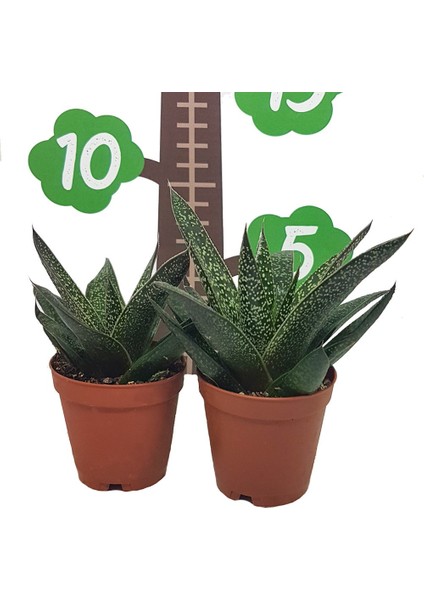 Gasteraloe Flow Howarthia Sukulent Özel Üretim (5.5 Luk Saksıda)