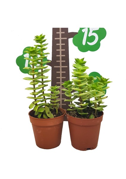 Crassula Perforata Sukulent Özel Üretim (5.5 Luk Saksıda)