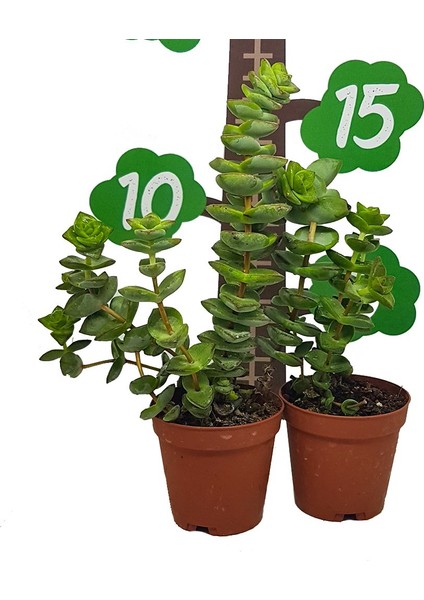 Crassula Perforato Sukulent Özel Üretim (5.5 Luk Saksıda)