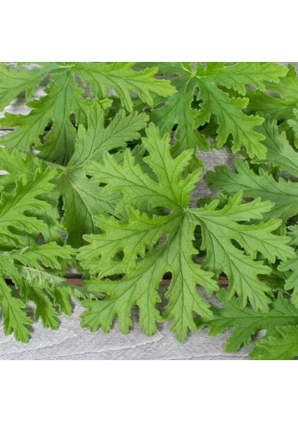 Cezbedici Kokulu Itır Fidanı Mini Boy