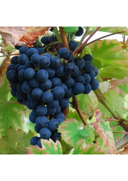 Tüplü Aşılı Black Magic Üzüm Fidanı