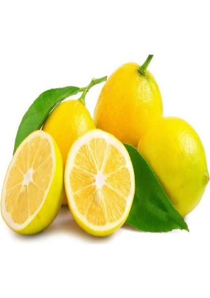 Tüplü Aşılı Bodur Verimli Yediveren Limon Fidanı
