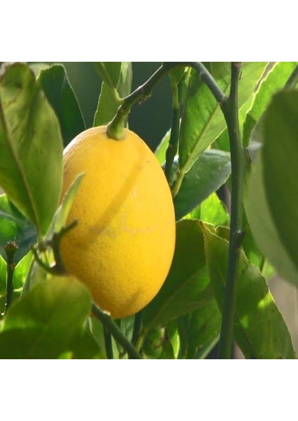 Tüplü Aşılı Saksılık Yarı Bodur Mayer Limon Fidanı