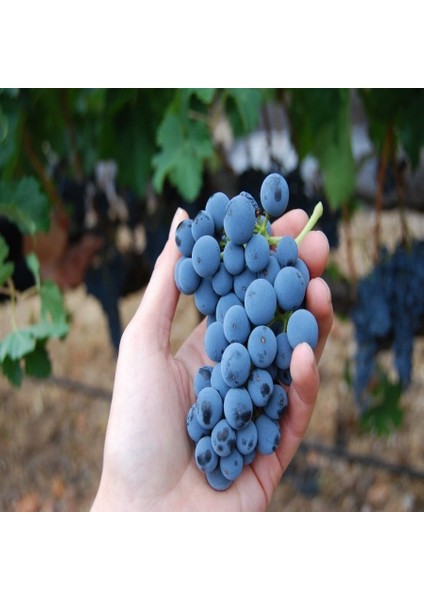 Tüplü Aşılı Şaraplık Merlot Üzüm Fidanı