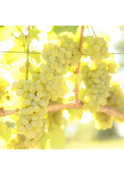 Tüplü Aşılı Şaraplık Sauvignon Blanc Üzüm Fidanı