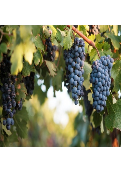 Tüplü Aşılı Şaraplık Syrah Şiraz Üzüm Fidanı