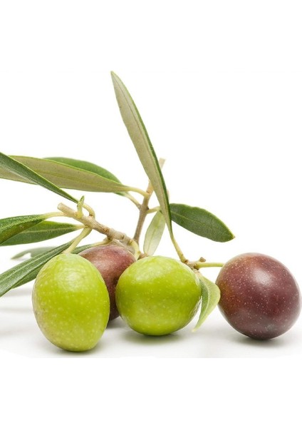 Tüplü Aşılı Tam Bodur Yağlık Arbequına Zeytin Fidanı-1 Yaşlı