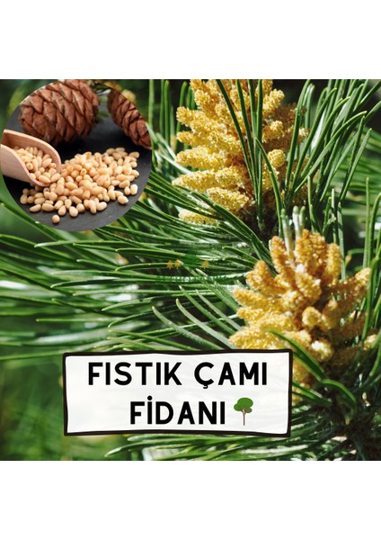 Tüplü Fıstık Çamı Ağacı Fidanı