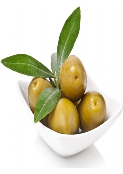 Tüplü İçi Doldurulabilen Sarı Ulak Zeytin Fidanı