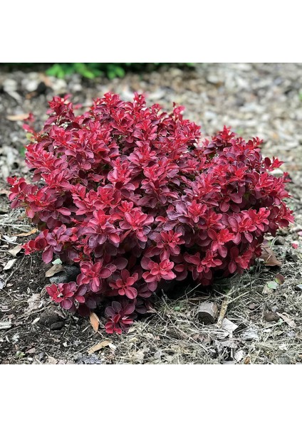 Tüplü Kadın Tuzluğu Berberis Fidanı