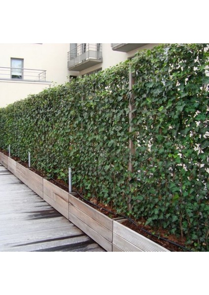 Tüplü Kaya Sarmaşığı Fidanı