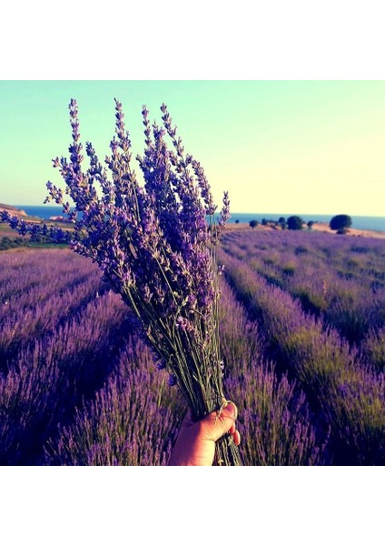 Tüplü Kokulu Mavi Lavanta Fidanı