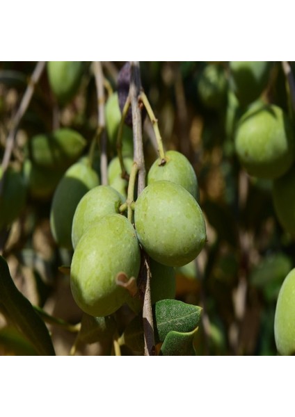 Tüplü Sivri Uçlu Memecik Zeytin Fidanı