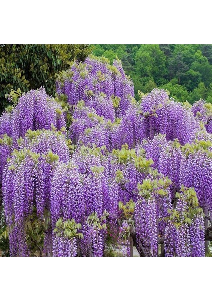 Tüplü Wisteria Sinensis Mor Salkım Fidanı