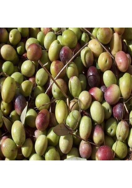 Tüplü Yeşil Kırmalık Ayvalık Zeytin Fidanı