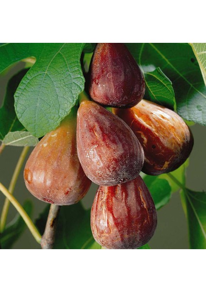 Tüplü Yöresel Aromatik Karadeniz Patlıcan İncir Fidanı
