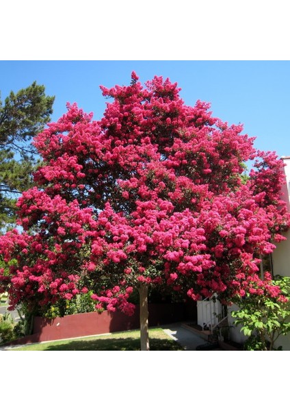 Tüplü Yoğun Kokulu Pembe Renkli Oya Ağacı Fidanı 70-120 Cm