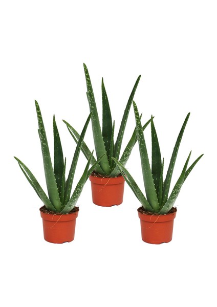 Aloe Vera Bitkisi 3'lü Ekonomik Paket