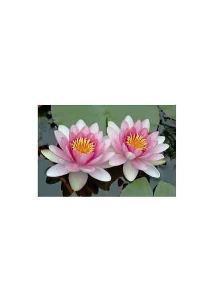 5 Adet Tohum Nadir Bulunan Pembe Lotus Çiçeği Tohumu Lotus Su Çiçeği Tohumu Nilüfer Çiçeği Tohumu